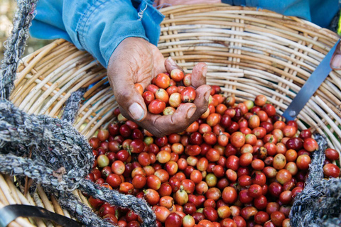 Chamarel 7 Coloured Earth Geopark and Coffee Tour Combo