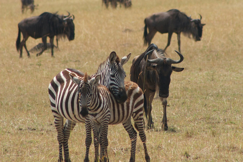 Arusha : Safari de luxe de 4 jours dans le Tarangire, le Serengeti et le Cratère