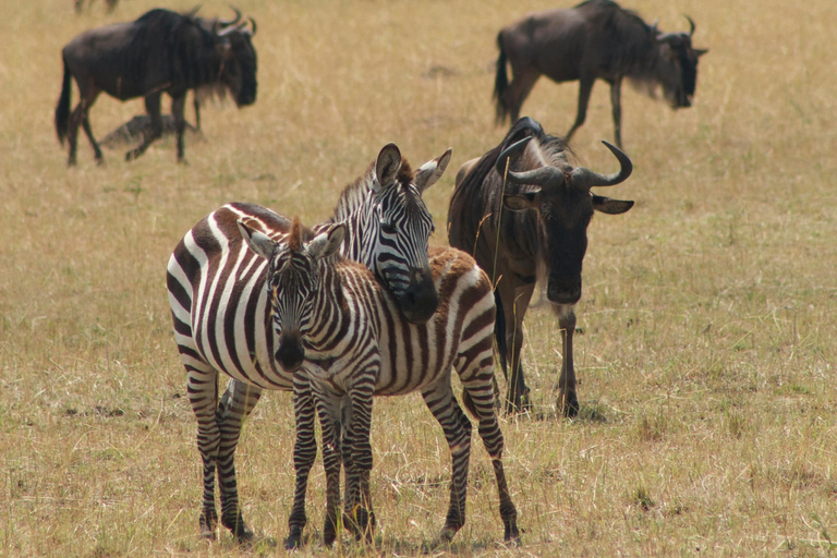 Arusha : Safari de luxe de 4 jours dans le Tarangire, le Serengeti et le Cratère