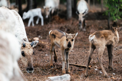 Rovaniemi: Taava Reindeer Farm Visit & Sleigh Ride