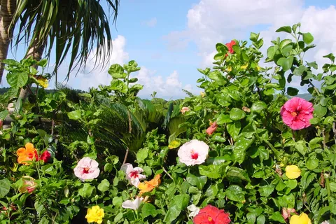 Okinawa: Fruit Land Theme Park Entry Ticket