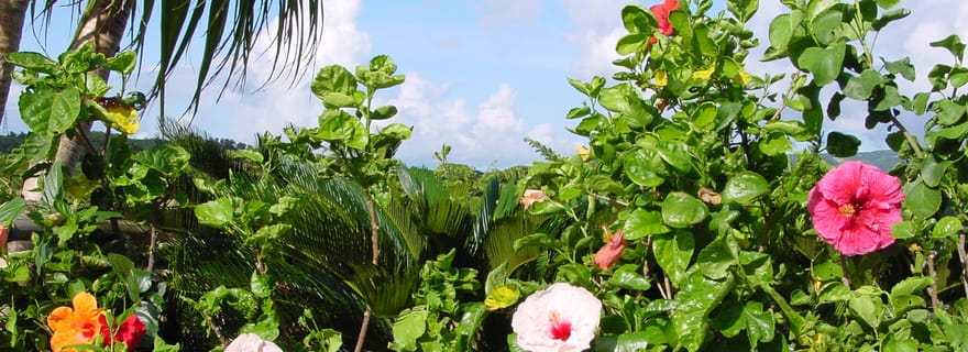 Okinawa : billet d'entrée au parc à thème Fruit Land