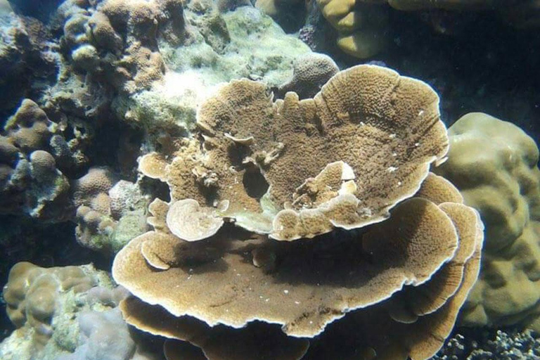 Phuket : Excursion d'une journée dans la baie de Maya, les îles Phi Phi, Green et Khai