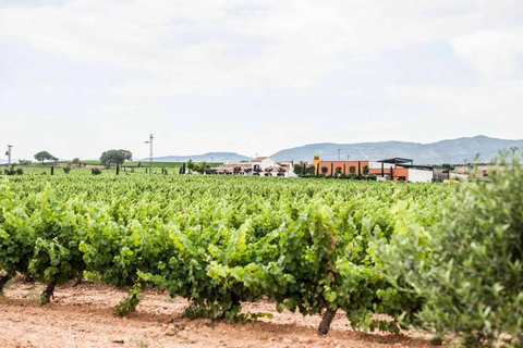 Valencia: tour dei vigneti, degustazione di vini locali e aperitivoValencia: tour dei vigneti, degustazione di vini locali e stuzzichini