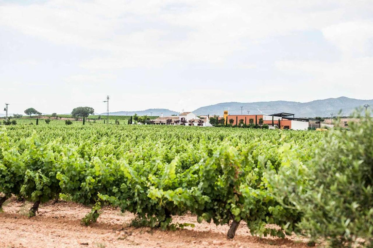 Valencia: tour dei vigneti, degustazione di vini locali e aperitivoValencia: tour dei vigneti, degustazione di vini locali e stuzzichini