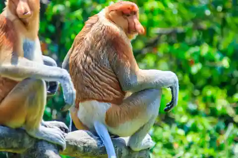 Croisière sur la rivière Bongawan : Observation des singes proboscis et des lucioles
