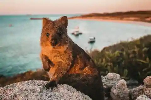 Isla Rottnest: Excursión guiada de 12 km por lagos y bahías
