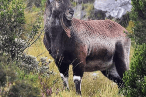 8-Day Ethiopia by Air: Blue Nile Falls, Simien & Lalibela