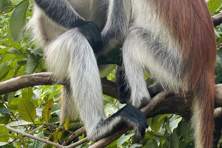 ZANZIBAR; JOZANI FOREST