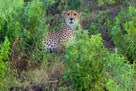 Arusha: escursione di un giorno al Parco Nazionale di Arusha con fotosafari
