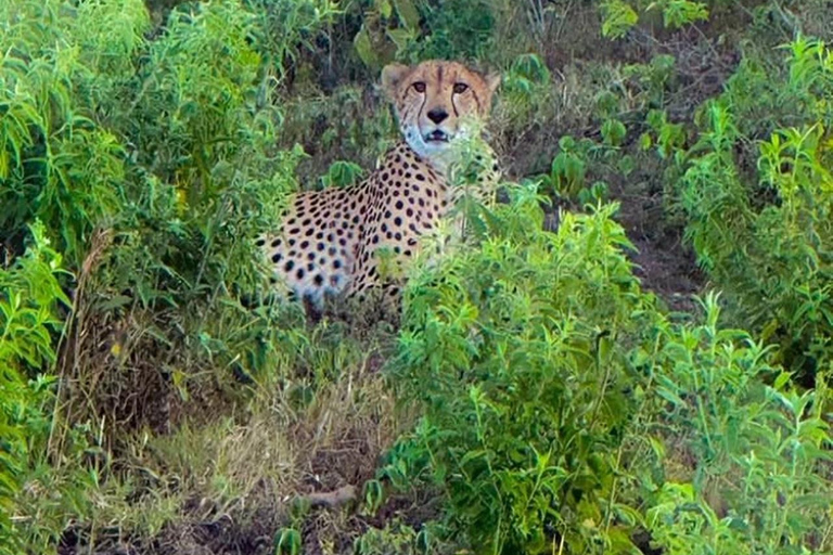 Arusha: escursione di un giorno al Parco Nazionale di Arusha con fotosafari