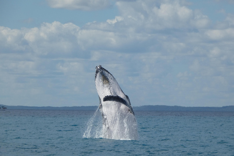 Hervey Bay : L&#039;expérience ultime d&#039;observation des baleines