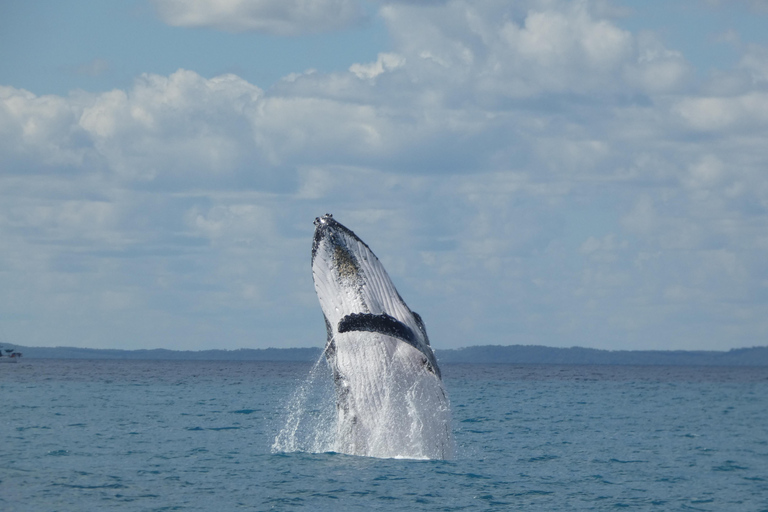 Hervey Bay : L&#039;expérience ultime d&#039;observation des baleines