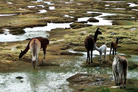 Full Day: excursion in Arequipa Laguna de Salinas