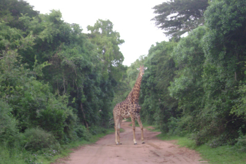 Hluhluwe-iMfolozi Park - Open Safari Vehicle Game Drives