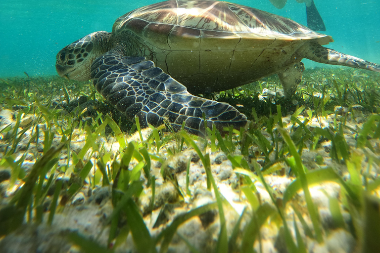 gilitrawangan:tour privado 3 puntos: estatua,arrecife de coral,tortugagilitrawangan:snorkel privado incluye cámara GoPro