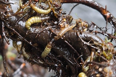 Bulgaria: Guided Fly Fishing Day Trip