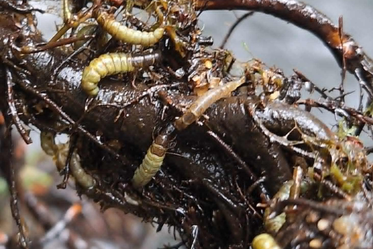 Bulgaria: Guided Fly Fishing Day Trip