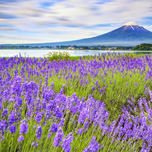 Tokyo: Mount Fuji and Lake Kawaguchi Scenic 1-Day Bus Tour