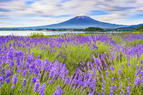 Tokyo: Mount Fuji and Lake Kawaguchi Scenic 1-Day Bus Tour