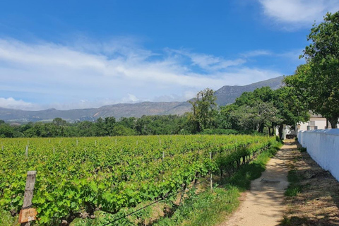 Cape Town:Cheetah Big Cat Sanctuary and Wine Tasting Tour