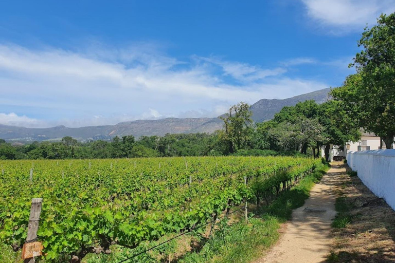 Cape Town:Cheetah Big Cat Sanctuary and Wine Tasting Tour