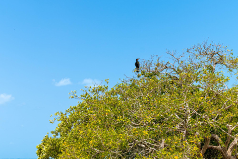 From Cancun or Riviera Maya: Holbox Island Day TripHolbox Full Experience