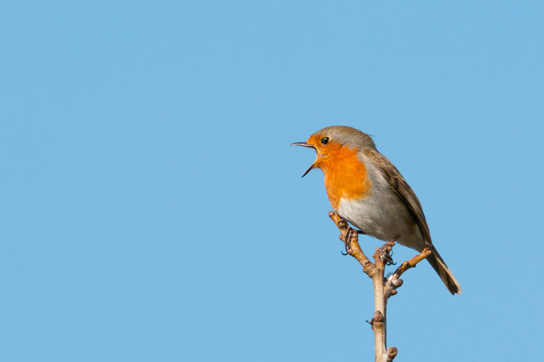 Kathmandu: Phulchowki Birdwatching Tour with Expert Guide