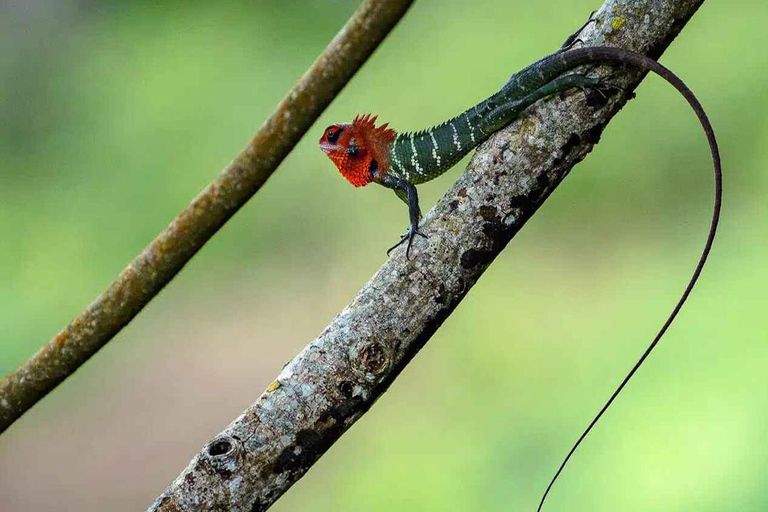 Sinharaja-Regenwald (UNESCO) &amp; Öko-Tour (3 Tage) mit HotelSinharaja-Regenwald (UNESCO) &amp; Öko-Tour (3 Tage) mit Hotel