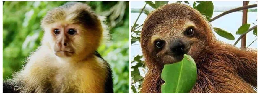 Tour en bateau à Gatun, sanctuaire des paresseux, expositions sur la faune et la flore + buffet