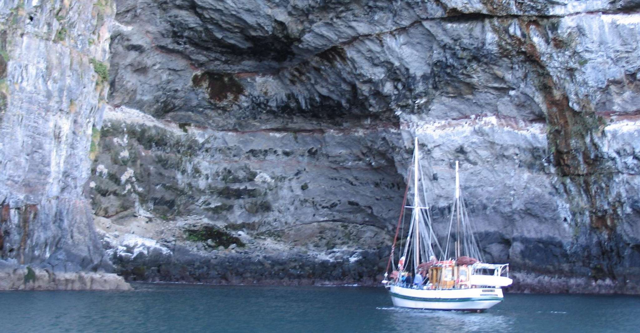 Akaroa, Wildlife Sailing Cruise with Dolphins and Penguins - Housity