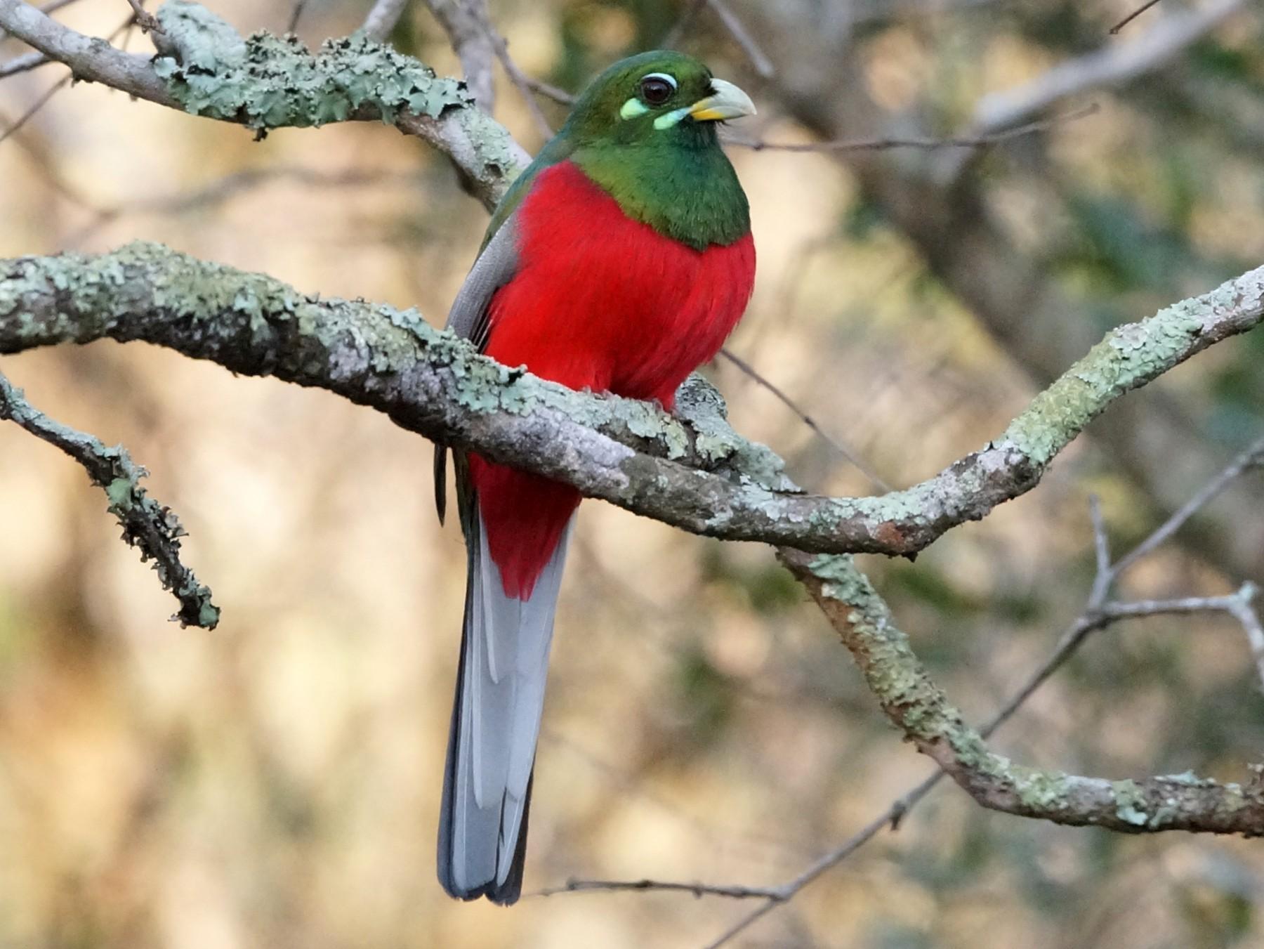 Durban: Vogelbeobachtungstour