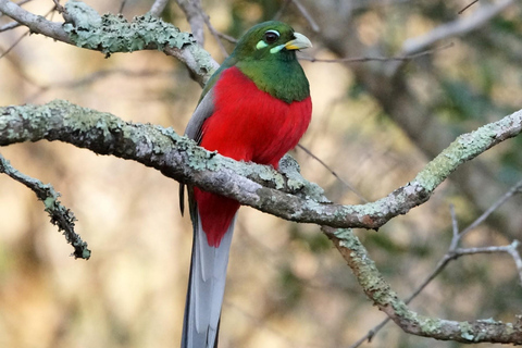 Durban : Observation des oiseaux