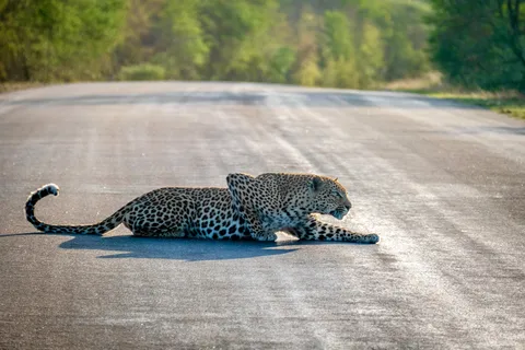 Hoedspruit: Full Day in Kruger National Park with Breakfast!