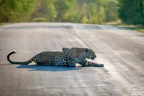 Hoedspruit: Heldag i Kruger National Park med frukost!
