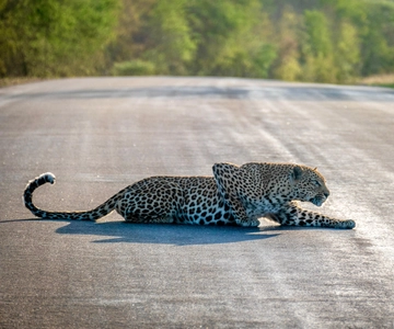 Hoedspruit: Full Day in Kruger National Park with Breakfast!