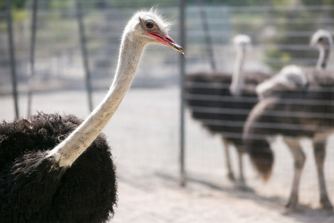 Rhodes: Farm and Aquarium Tour with Entry Tickets included