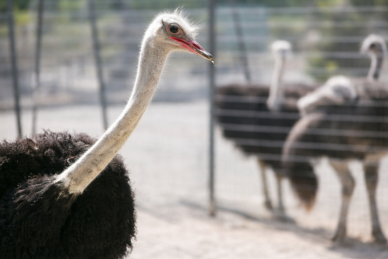 Rhodes: Farm and Aquarium Tour with Entry Tickets included