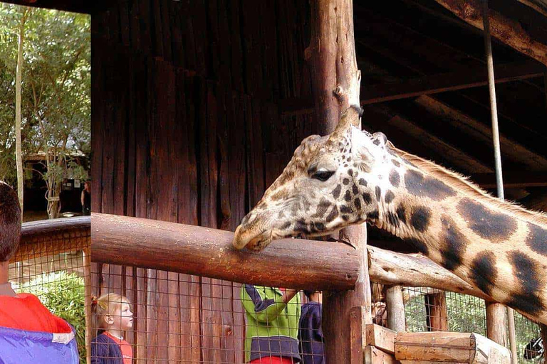 Safariwandeling in Nairobi en dagtour door het Giraffencentrum