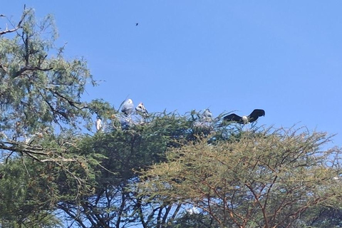 Addis Ababa: 6-Day Abijata Shalla NP & Bale Mountains Tour