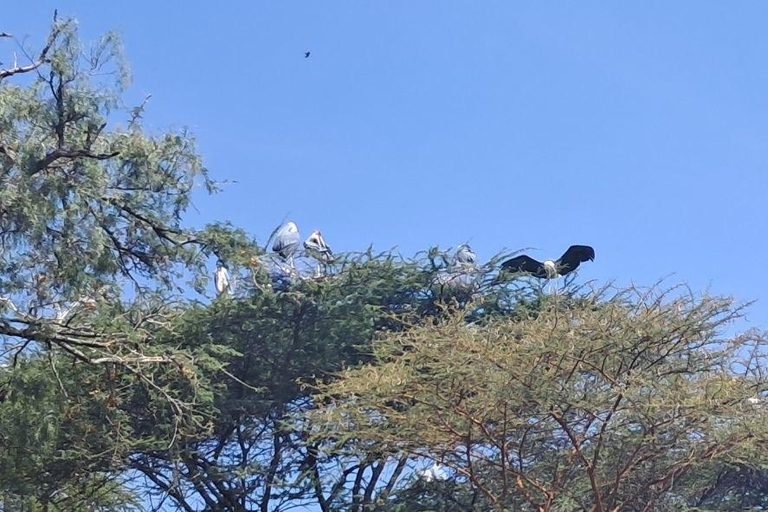 Addis Ababa: 6-Day Abijata Shalla NP & Bale Mountains Tour