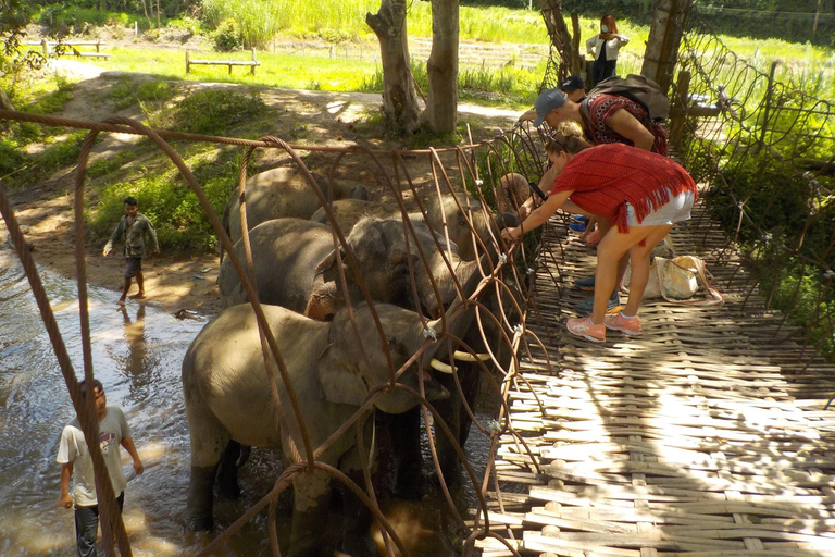 The Must-Do: Authentic Elephant & Village Life in Chiang Mai