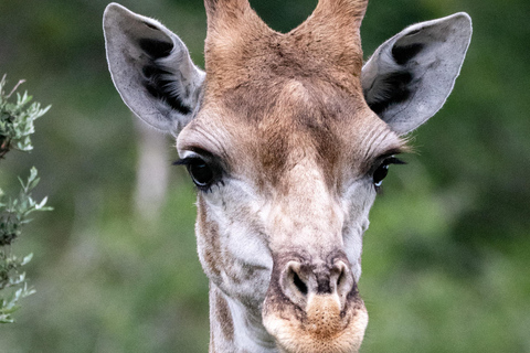 6-Day Tanzania Tour, experience wildlife Nature