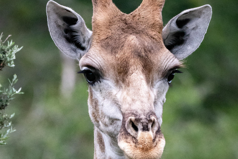 6-Day Tanzania Tour, experience wildlife Nature