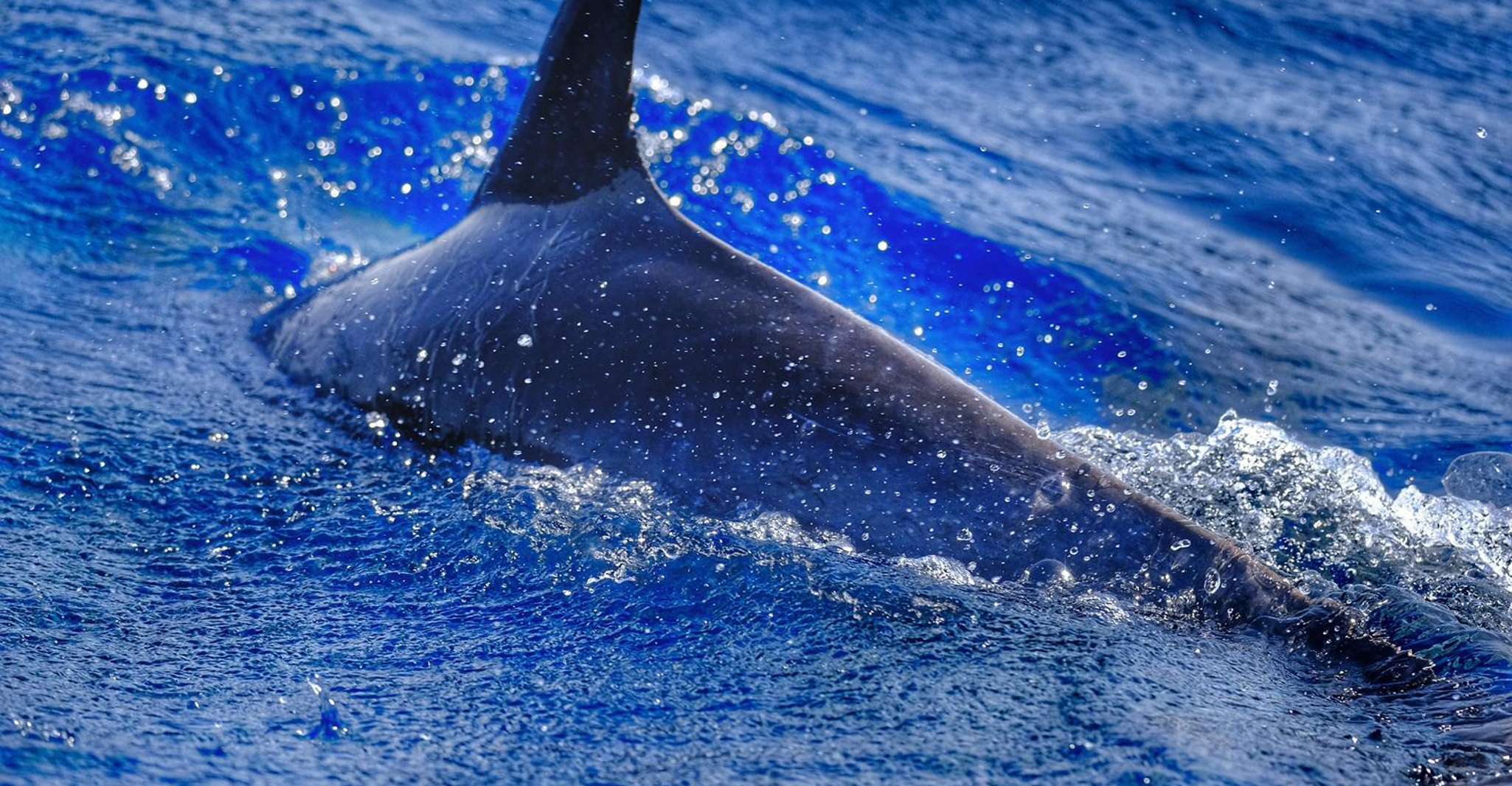 De Morro Jable, Dolphin et Whale Watching By Speedboat - Housity