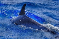 From Morro Jable, Dolphin and Whale Watching by Speedboat - Housity