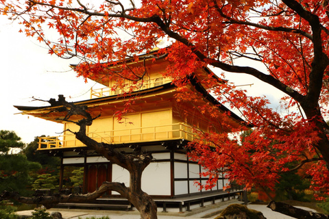 Kyoto: Visita guiada ao Kinkaku-ji Autumn Leaves 90 minutos