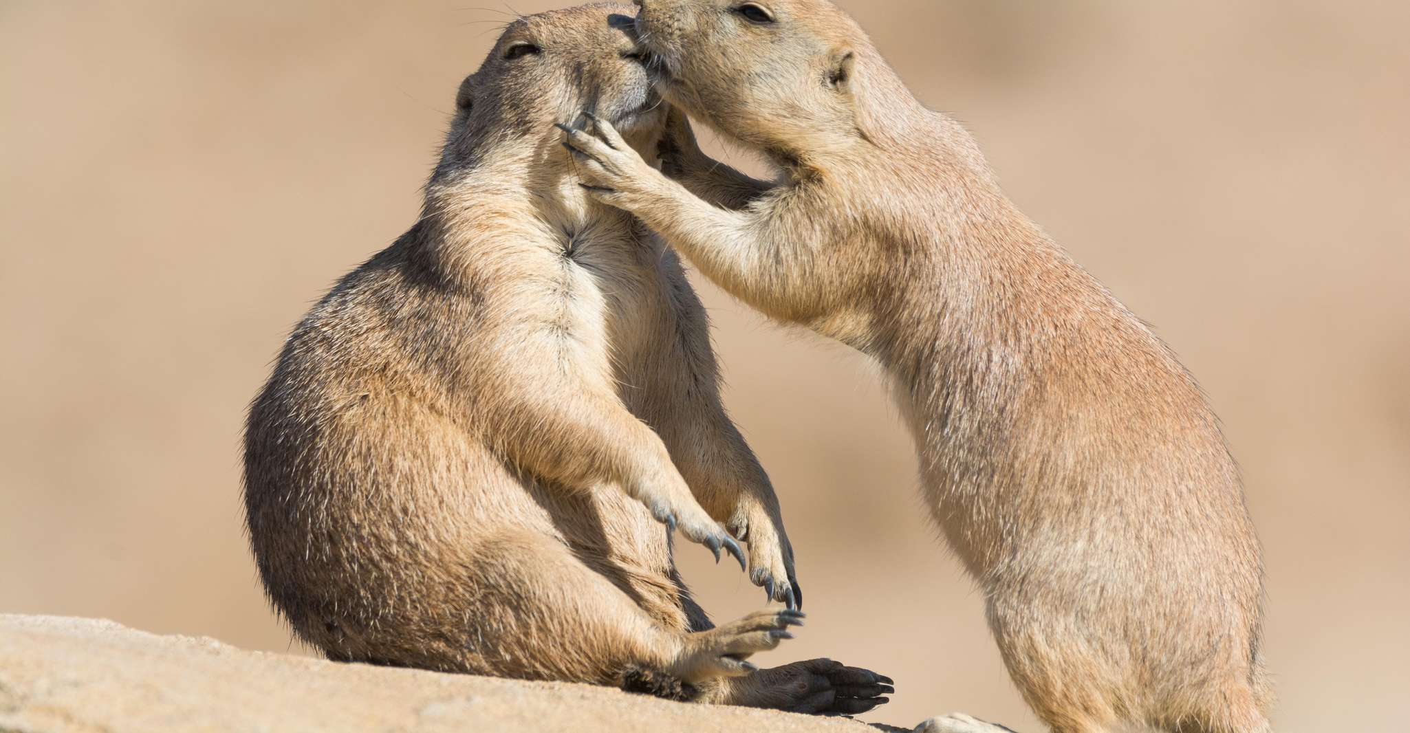 Emmen: Wildlands Adventure Zoo and Rimbula River Boat Ride photo 11