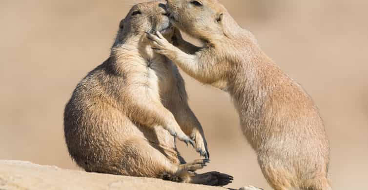 Emmen: Wildlands Adventure Zoo and Rimbula River Boat Ride photo 11