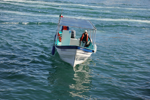 Los Cabos: Whale Watching and Safari